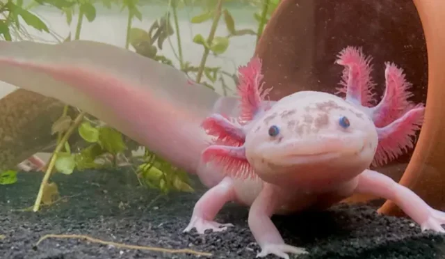 Axolotl Nedir? Bakımı Nasıl Yapılır?