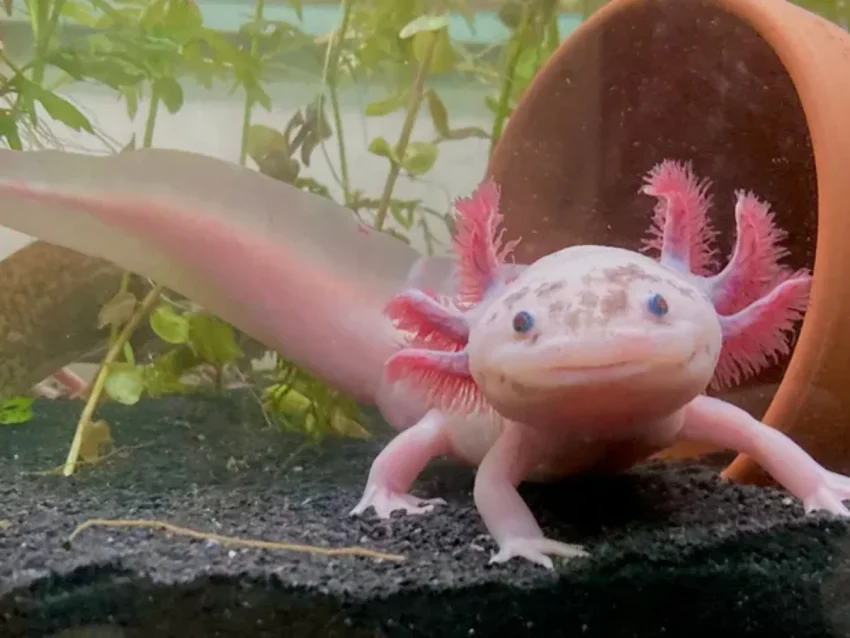 Axolotl Nedir? Bakımı Nasıl Yapılır?