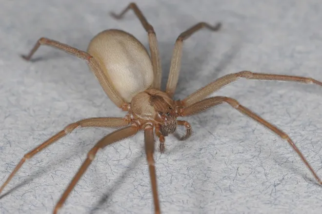 3. Brown Recluse (Kahverengi Kaktüs) Örümceği - Dünyanın En Ölümcül 9 Örümceği