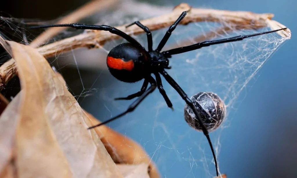 5. Redback (Kırmızı Sırt) Örümceği - Dünyanın En Ölümcül 9 Örümceği