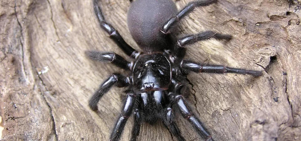 1-Sydney Funnel-Web Örümceği -Dünyanın En Ölümcül 9 Örümceği